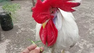 Bobo Ki Shokhiyan 😜 | Desi murga vlog | Pet vlog