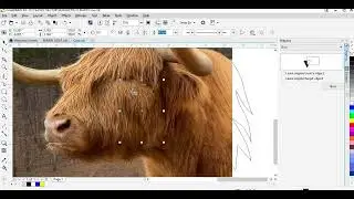 HIGHLAND COW CorelDRAW Trace, Image to Vector