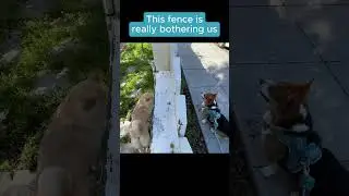 Corgi Milo Meets Moe the Shiba Inu: A Fenced Friendship Story 🐶💕