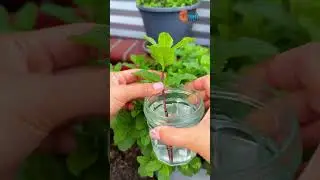 Plant Farming Family at Home grow Mint | Pudina Propagate Mint Tips #plants #farming #shorts #garden