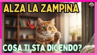 Perché il mio gatto alza la zampa? Guida al linguaggio segreto dei felini