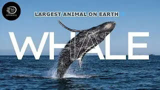 🐋 The Ocean's Gentle Giant: Unveiling the Blue Whale┊66 Seconds Animals