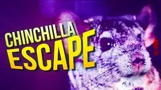 Cute Chinchilla Escapes In Car!