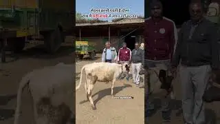 Vet doctor 🐄🧑&zwj;🌾 #shortsfeed #cow #dairy #dairyanimal #bull #dairycows #milkcow #funny