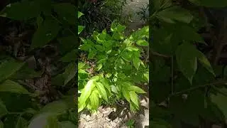 #birds#food#planttree #videoshorts