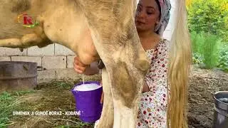 فيديو قرية بوراز غربي مدين كوباني Dîmenek ji gundê boraz yê kobanê