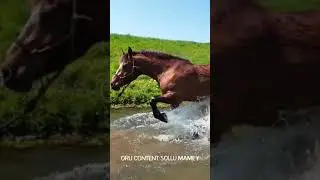 cute horse bathing in river #horse #river #bathing