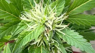Ready to start CURING !!! Cannabis summer grow 2024