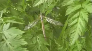 Crane fly Attack - Tipulidae - l&oacute;sz&uacute;nyog