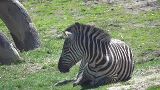 Zebras Rolling Around Omaha Zoo