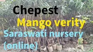 Sararaswati nursury (online)diffrentverity mango tree online sale:whats app &mobile no 9733475747 