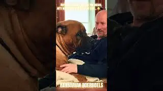 Notorious forgets he&rsquo;s 220 pounds and not a little lap dog, but he still wants his morning love