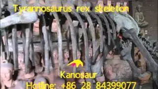Tyrannosaurus rex skeleton