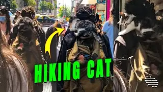 Cat Hiking on Owner&rsquo;s Shoulder While Walking in the Street