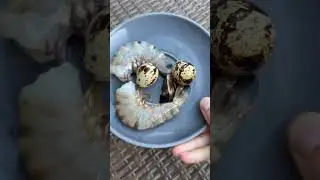 Чем питаются домашние выдры