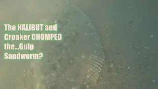 The HALIBUT and Croaker CHOMPED the...Gulp Sandworm?