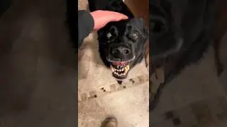 Is This GROWLING Dog a Threat to His Owner?
