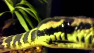 how i care for my carpet pythons