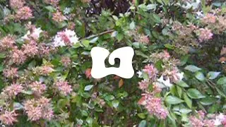 Gampie Campor&egrave;e | Atmosphere
