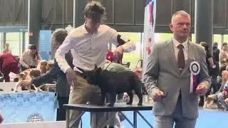 NATIONAL WINNER SHOW 2025 French Bulldog Open class♂