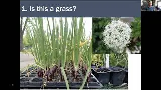 Botany Beginners: Grasses for the Masses - Lesson 1