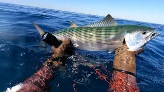Atlantic Bonito: Catch and Cook, Weekend 25-21 [4K]