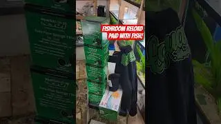 CHRISTMAS  IN NOVEMBER ! FREE SHIRT! PAID W/ breeding  #fishroom #fishtank #fishkeeping