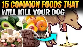WARNING!! Certain Common Human Foods Toxic For Dogs! Do You Know Them?!