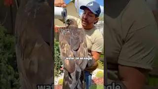 Who knows why bird feathers are waterproof?#animals #cute #shorts #funny #bird #feathers #pets