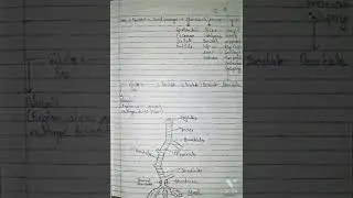 CBSE Class 11 Zoology Chapter - 17 Breathing and Exchange of Gases #shorts @super_study_skills