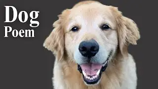 Golden Retrievals by Mark Doty | Poetry Reading