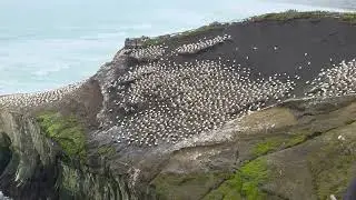 Gannet Colony On The Cliffs West Auckland: Wild Coastal Views And Seabirds