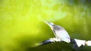 Butorides virescens stalking.AVI