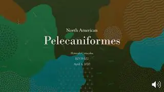 Pelecaniformes