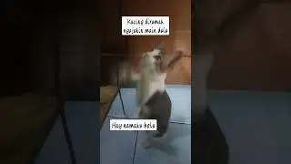 kucing dirumah ngajakin main dulu. #shorts #kucingmain #kucingdirumah #kucinglucu #funny