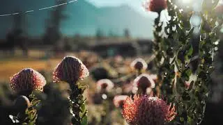Islamic Background Video No Copyright - A Beautiful Flower 🌺 Garden