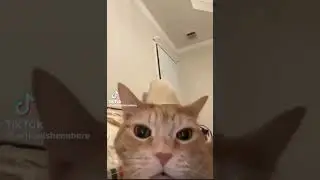 Original Laughing Cat Meme #laugh #lol #cat #meme