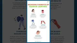 Incredible Benefits of Guava Leaves that