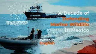 Fighting Illegal Fishing: Sea Shepherd & Mexico Take Action