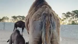 #camel #taags #viralvideo #foryoupage #1million #viwes 