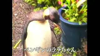 【懐かしの映像】ペンギンのララちゃん　旧志布志町（昭和62年）MBCテレビ『あの日のふるさと』より｜鹿児島県