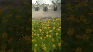 Bunga yang tak pernah redup ( butter daisy )
