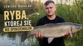 Pełnołuskie złoto - karp idealny🥇 🎣 Łowisko Mąkolno 📍