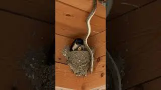 Black Mother Bird save her baby from Snake #birds #nature #wildlife