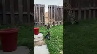 This Cat Defends Her Baby By Fighting Off a Cheetah 😳 #shorts