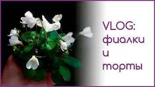 VLOG: фиалки и торты