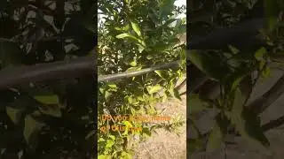 Save the trees #shortvideo #vlog #shots #travel
