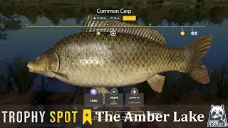 Russian Fishing 4  The Amber Lake Trophy Common Carp Spot