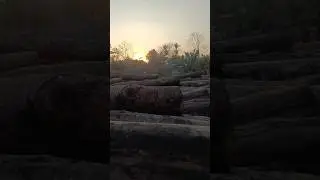 Сбор дров #вирусноевидео @wiziliu