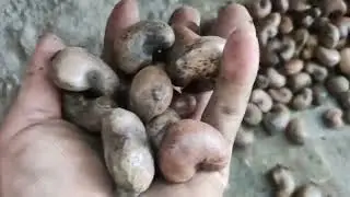 Cashew nuts dryer/baixin Industrial Nut Drying Machine